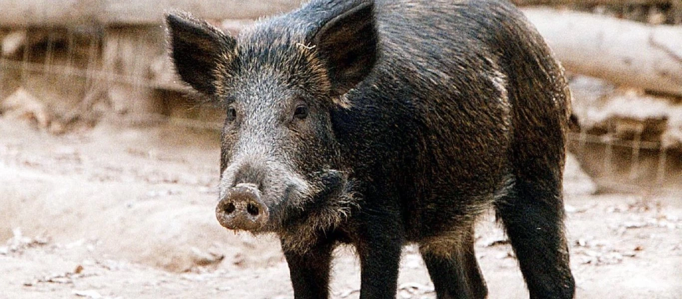 Εθνική Οδός: Κοπάδι από αγριογούρουνα διέλυσε αυτοκίνητο (φωτό)